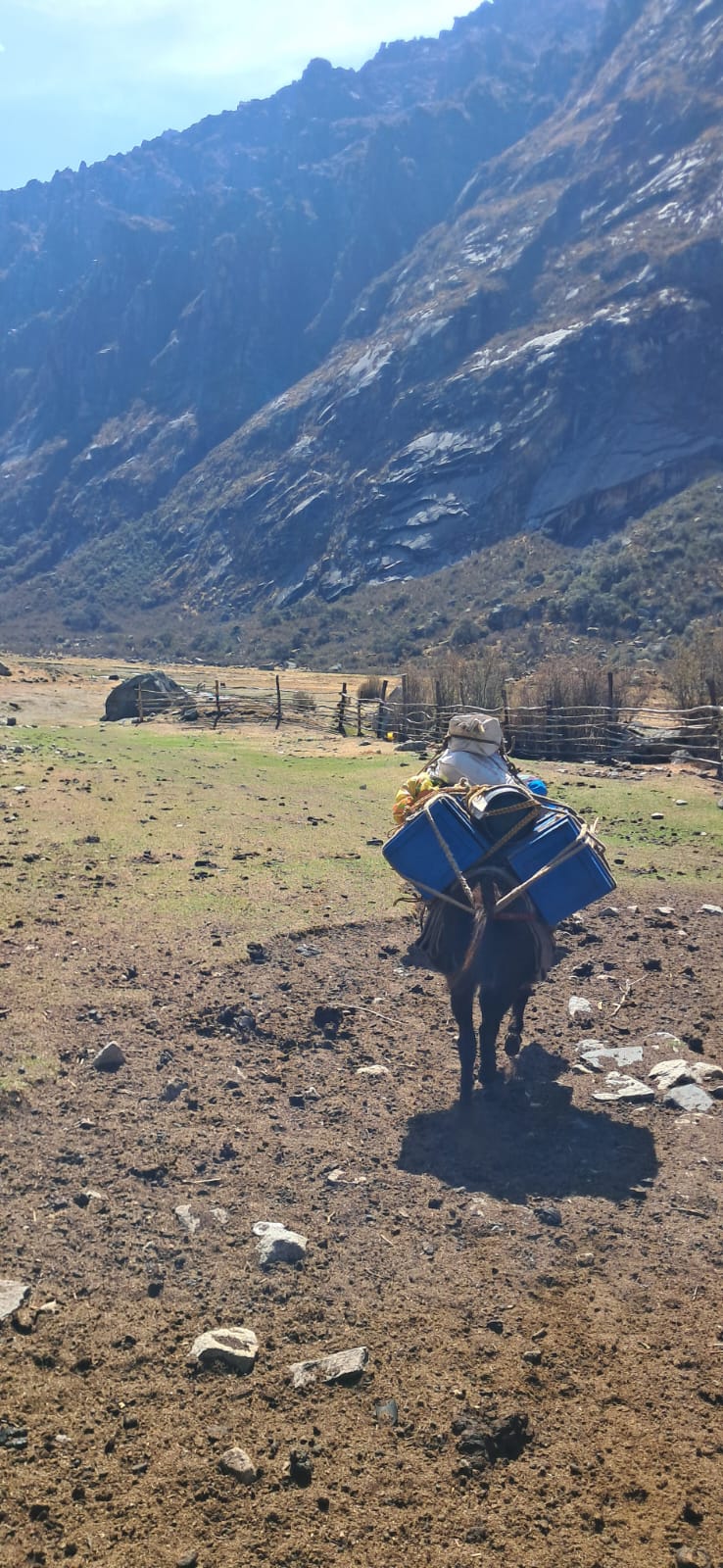 Donkeys and muleteers during the trek
